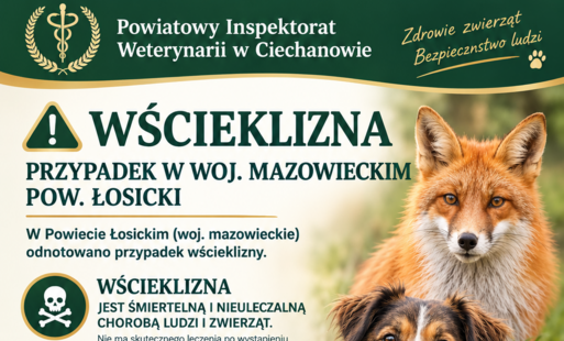 **Tekst alternatywny:**  Plakat Powiatowego Inspektoratu Weterynarii w Ciechanowie ostrzegający przed wścieklizną. Na zielono-kremowym tle znajduje się nagłówek „WŚCIEKLIZNA – PRZYPADEK W WOJ. MAZOWIECKIM, POW. ŁOSICKI”. Plakat informuje, że w powiecie łosickim odnotowano przypadek wścieklizny. Przypomina, że wścieklizna jest śmiertelną i nieuleczalną chorobą ludzi i zwierząt oraz że można jej zapobiegać poprzez szczepienia.  Wskazano, że szczepienia są obowiązkowe dla psów i zalecane dla kotów. Zachęcono do zgłaszania nietypowego zachowania zwierząt, pogryzień oraz znalezionych martwych zwierząt do Powiatowego Inspektoratu Weterynarii w Ciechanowie lub najbliższego lekarza weterynarii.  Plakat informuje również, że w dniach **10–16 września 2026 r.** trwa akcja szczepień lisów wolnożyjących na terenie województwa mazowieckiego. Hasło końcowe: „Wspólnie możemy zapobiec wściekliźnie!”.  Po prawej stronie przedstawiono lisa, psa i kota. Na dole podano dane Powiatowego Inspektoratu Weterynarii w Ciechanowie: ul. Letnia 17, 06-400 Ciechanów oraz adres strony internetowej **[www.piw-ciechanow.pl](http://www.piw-ciechanow.pl)**.