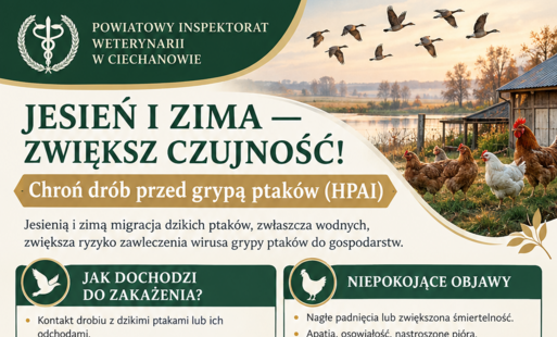 Infografika Powiatowego Inspektoratu Weterynarii w Ciechanowie pt. „Jesień i zima – zwiększ czujność! Chroń drób przed grypą ptaków (HPAI)”. Przedstawia drogi zakażenia drobiu wirusem grypy ptaków, niepokojące objawy choroby, zasady bioasekuracji oraz wskazówki dotyczące odpowiedzialnego zakupu ptaków z legalnych źródeł. Zawiera ostrzeżenie przed podejrzanie tanimi ofertami oraz zalecenia na wypadek podejrzenia choroby, m.in. ograniczenie przemieszczania ptaków i niezwłoczne powiadomienie lekarza weterynarii. W tle widoczne są kury, kogut, migrujące dzikie ptaki i jesienno-zimowy krajobraz. Na dole podano dane kontaktowe Powiatowego Inspektoratu Weterynarii w Ciechanowie.